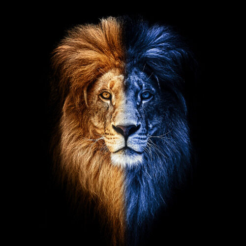 Lion 500 x 500